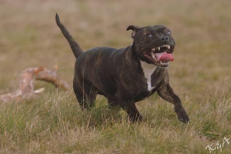 Staffordshire bull terrier Luna - Nu kommer jeg og spiser dig, lool (16 mdr.) billede 7