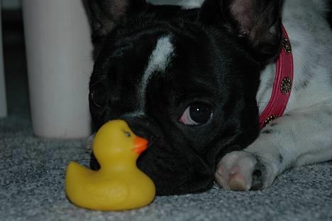 Fransk bulldog Alberte (Bobine's Tammi) billede 3
