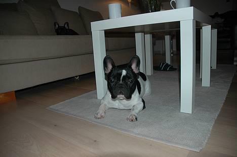 Fransk bulldog Alberte (Bobine's Tammi) billede 4