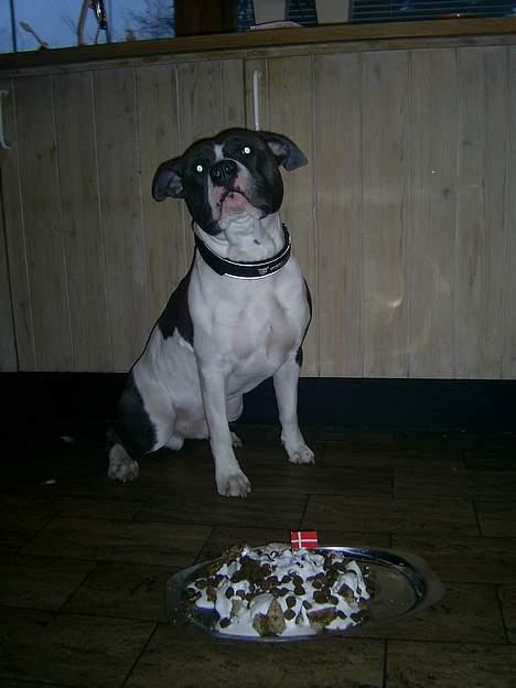 Amerikansk staffordshire terrier Great Vikings Niño - Niño´s ét års fødselsdag 18/02-06 billede 6