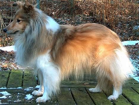 Shetland sheepdog Cassie - Om 2 mdr. bliver Cassie 9 år, og hun er "still going strong" billede 8