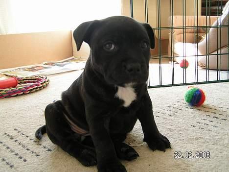 Staffordshire bull terrier Amagerstaff Sille - Sille 6 uger gammel billede 2