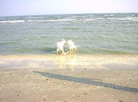 Hvid schæfer Nicko  - Pyyyys<´3 Det er altid godt at gøre et godt indtryk på storebror... billede 18