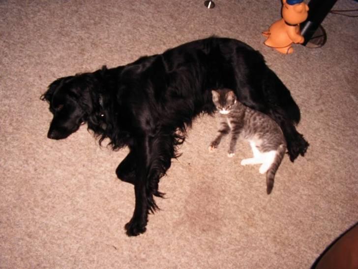 Blanding af racer Basse - Basse og Luffe billede 9