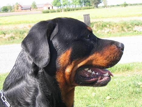Rottweiler Elvis - Lækker er han altså <3 ;)  billede 1