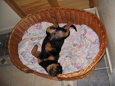 Rottweiler Elvis - Aarh , man kan også bare tage Kurven billede 2