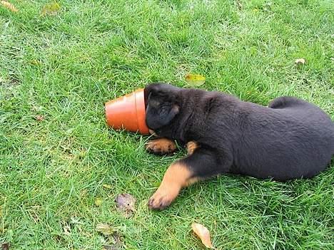 Rottweiler Elvis - Hvad er det mon her inde ? :o  billede 3