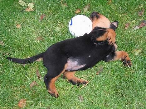 Rottweiler Elvis - Er min fodbold ikke fin? billede 4