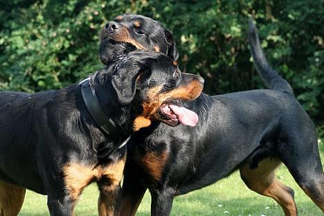 Rottweiler Elvis - Elvis og Samson <3 2 fyre i en leg :) Samson er bagerst óg Elvis den anden ..  billede 5