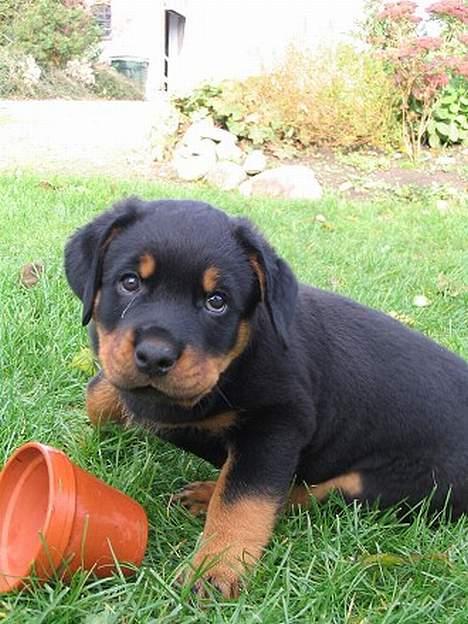 Rottweiler Elvis - Min potte ..  billede 6