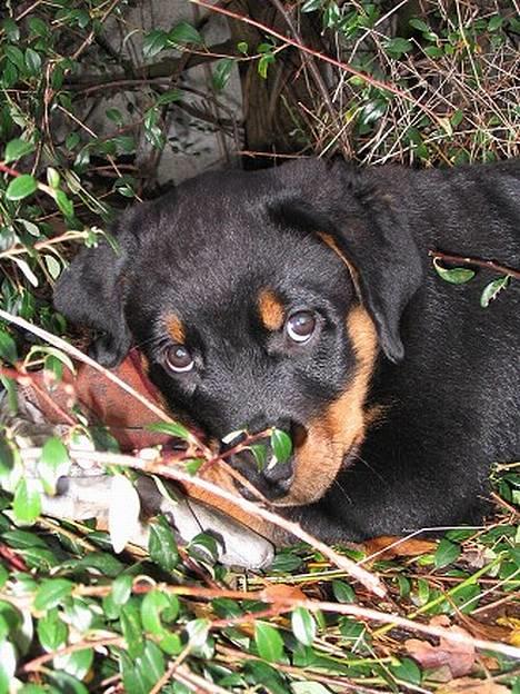 Rottweiler Elvis - Jeg tog KUN denne end handske . Jeg sværger ..  billede 7