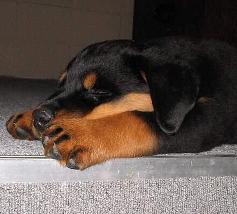 Rottweiler Elvis - Elvis var meget træt den aften hvor vi lige havde hentet ham.  billede 8