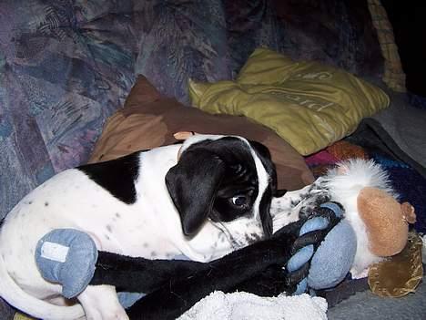 Blanding af racer                     Freja billede 1