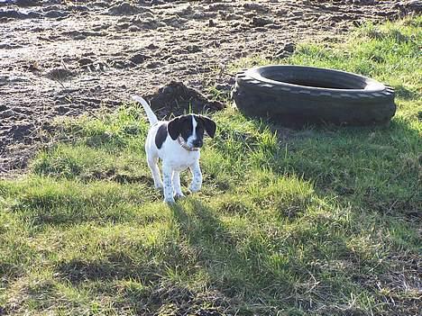 Blanding af racer                     Freja billede 2