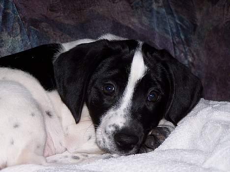 Blanding af racer                     Freja billede 3