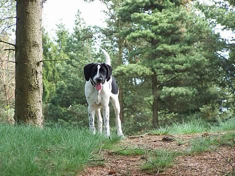 Blanding af racer                     Freja billede 4