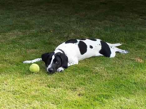 Blanding af racer                     Freja billede 5