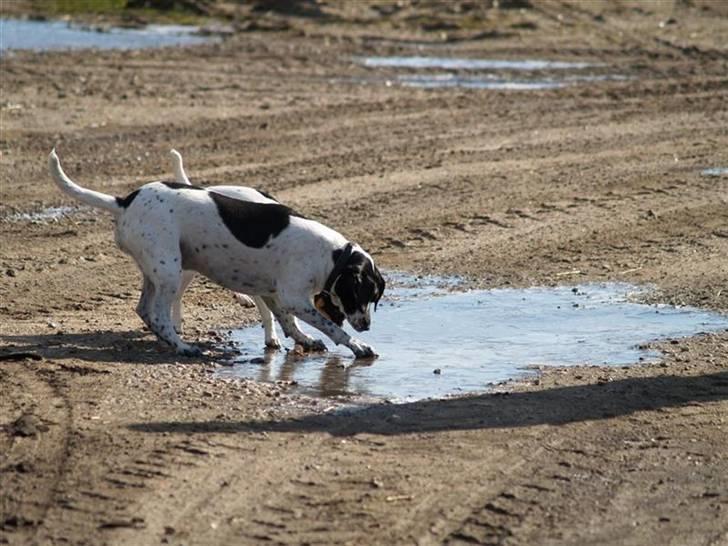 Blanding af racer                     Freja billede 7