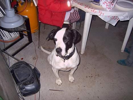 Blanding af racer kvik - der kommer flere bedre billeder af dejlige mig!! h&#230; h&#230; jeg er slet ikke s&#229; lille som jeg ser ud her billede 1