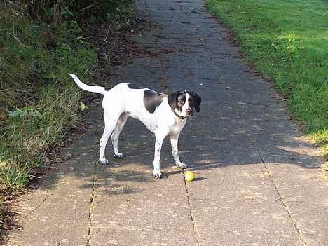 Blanding af racer                     Freja billede 8