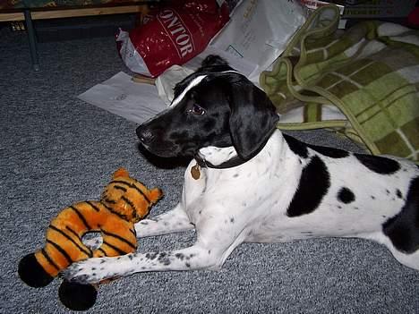 Blanding af racer                     Freja billede 10