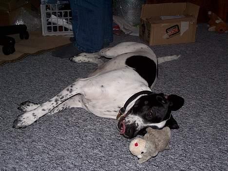 Blanding af racer                     Freja billede 12