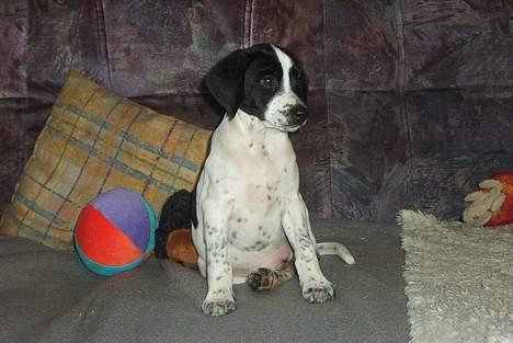 Blanding af racer                     Freja billede 13