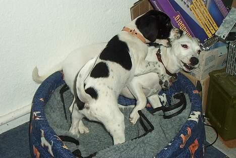 Blanding af racer                     Freja billede 14