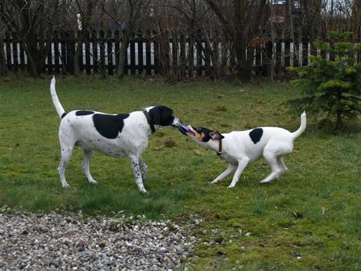 Blanding af racer                     Freja billede 15