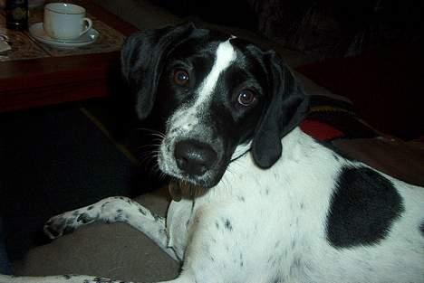 Blanding af racer                     Freja billede 16