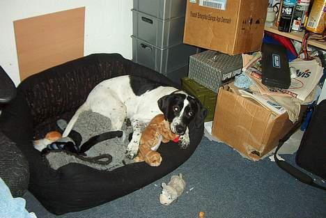 Blanding af racer                     Freja billede 17