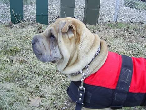 Shar pei Mischa von Moisen*R.I.P.* - *NYT* billede 12