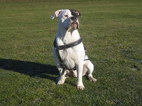 Blanding af racer Knud - Knud 1år og 3 mdr. billede 10