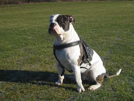 Blanding af racer Knud - Knud 1år og 3 mdr. billede 11