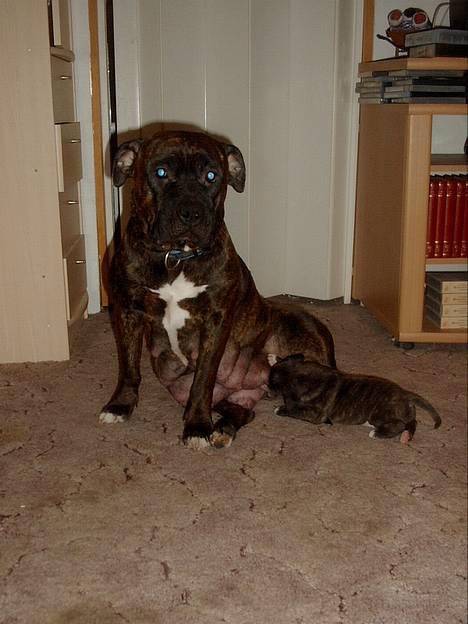Amerikansk staffordshire terrier Berta - så stor er mine patter ellers ikke man har næsten lige fået hvalpe.. billede 1
