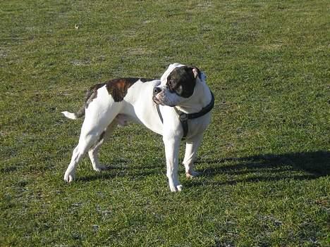 Blanding af racer Knud - Knud 1år og 3 mdr. billede 12