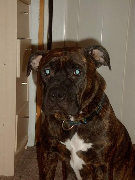 Amerikansk staffordshire terrier Berta - mig.. jeg ved ikke lige hvad der sker man jeg bliver her det sige mor jeg skal.. billede 2