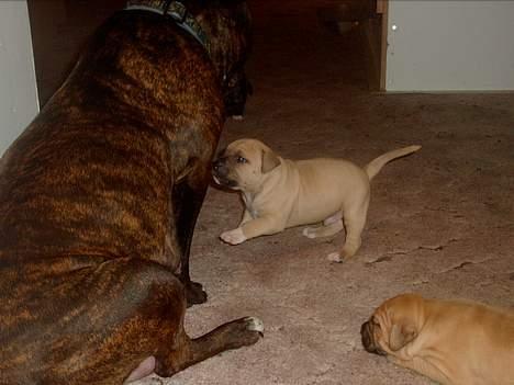 Amerikansk staffordshire terrier Berta - de vil hele tiden lege.. jeg okker ikke mere.. billede 3