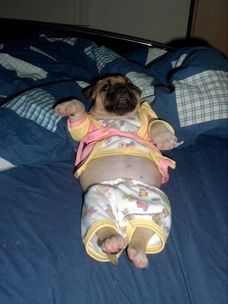 Amerikansk staffordshire terrier Berta - så har mor været der... billede 4