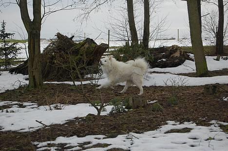 Samojedhund Ruska  billede 17