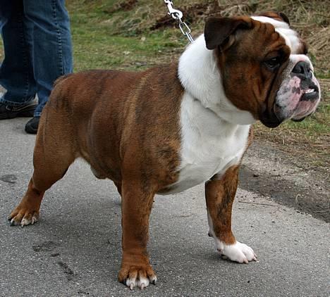 Engelsk bulldog Mogens (Marmaduke) billede 6