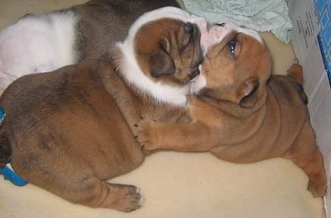 Engelsk bulldog Mogens (Marmaduke) - hvad så, søster !!! billede 7