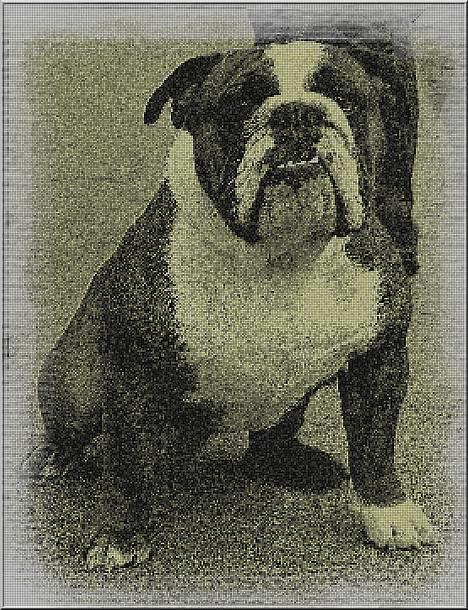 Engelsk bulldog Mogens (Marmaduke) billede 8