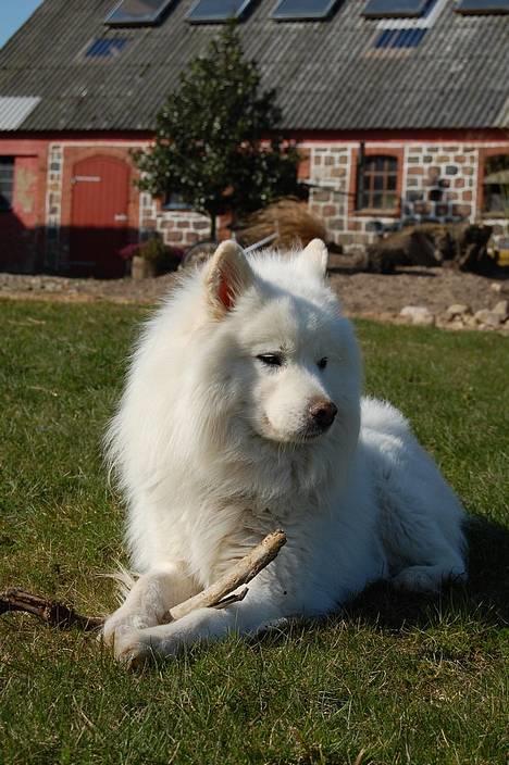 Samojedhund Ruska  - rullemand :) billede 19