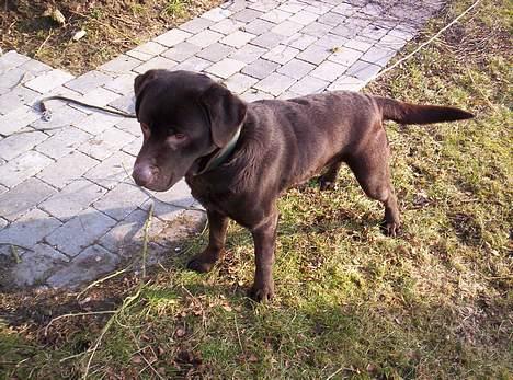 Labrador retriever Bølle billede 1