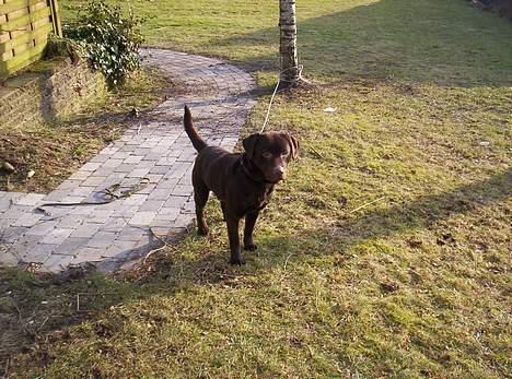 Labrador retriever Bølle billede 2