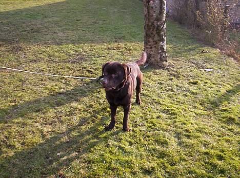 Labrador retriever Bølle billede 3