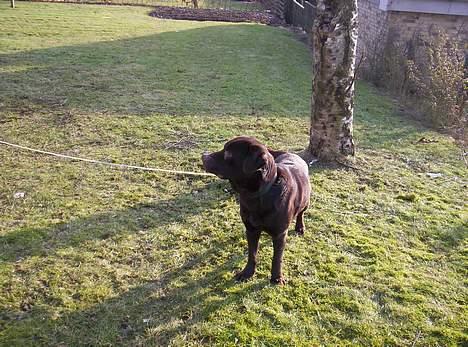 Labrador retriever Bølle billede 4