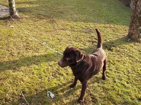 Labrador retriever Bølle billede 5