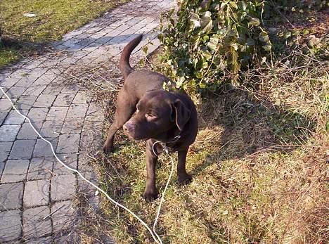 Labrador retriever Bølle billede 6